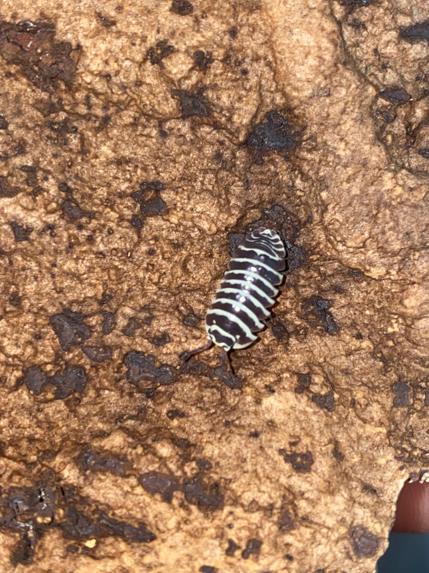 Zebra Isopods (Armadillidium maculatum)