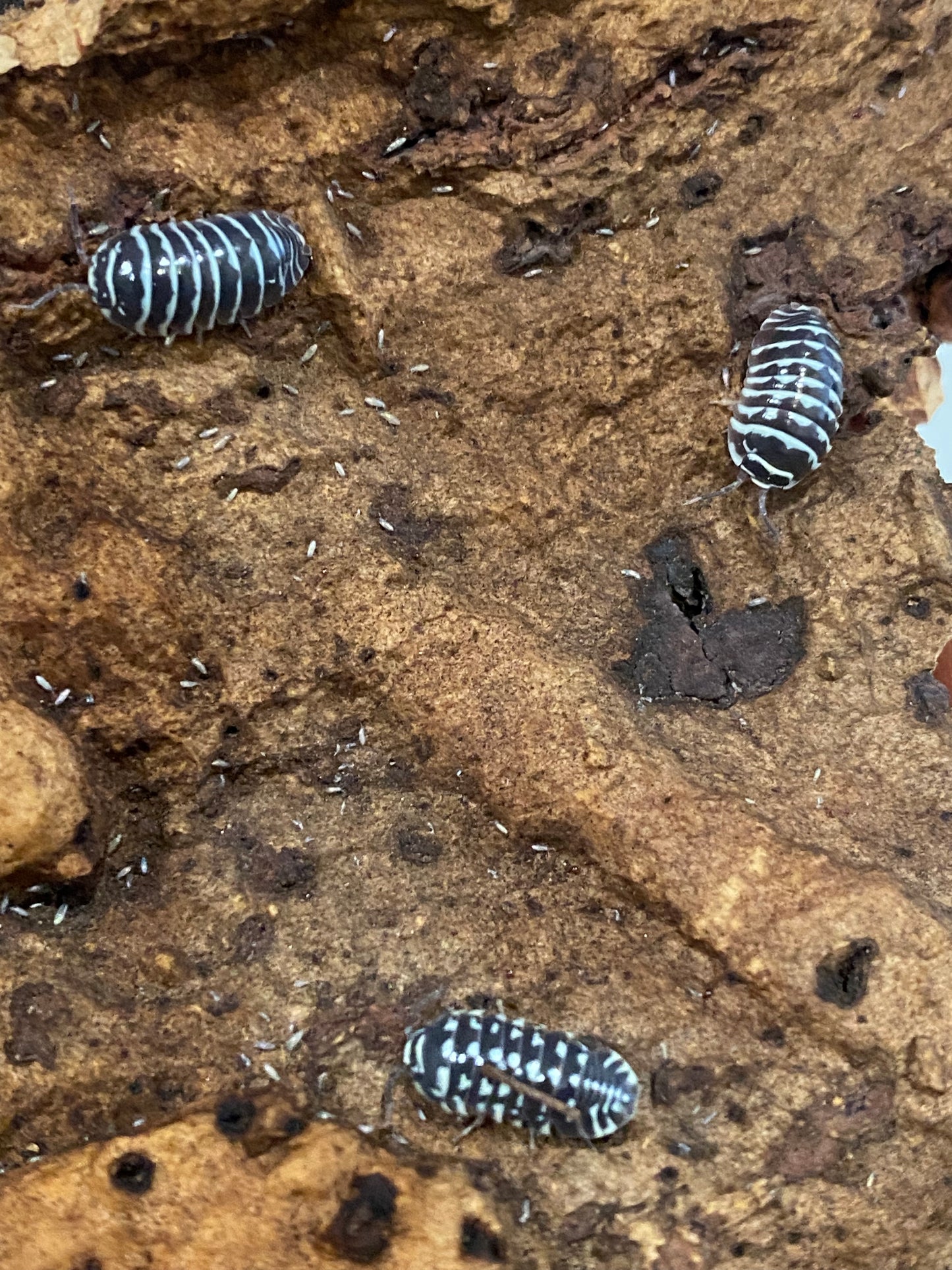 Zebra Isopods (Armadillidium maculatum)