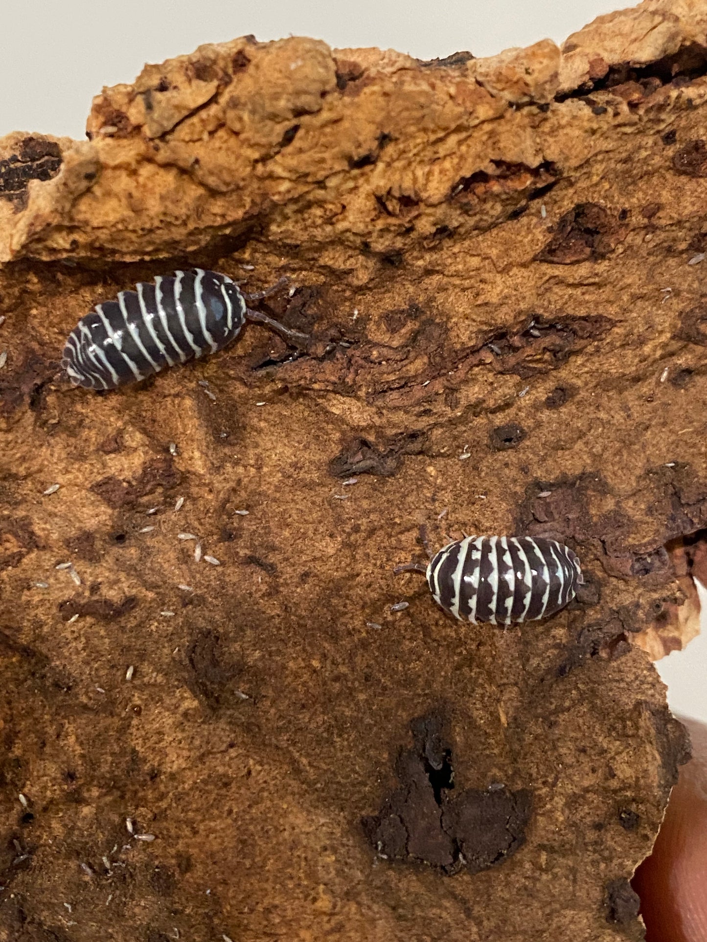 Zebra Isopods (Armadillidium maculatum)