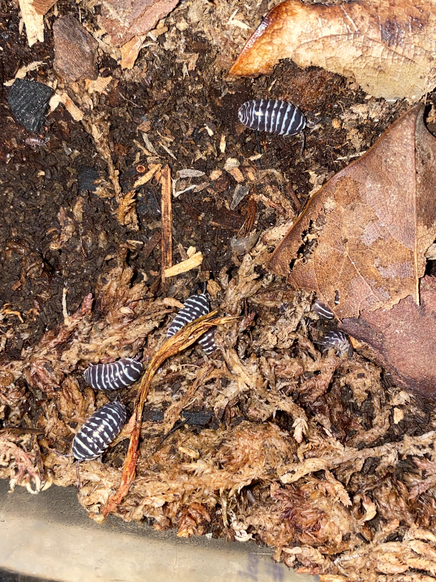 Zebra Isopods (Armadillidium maculatum)