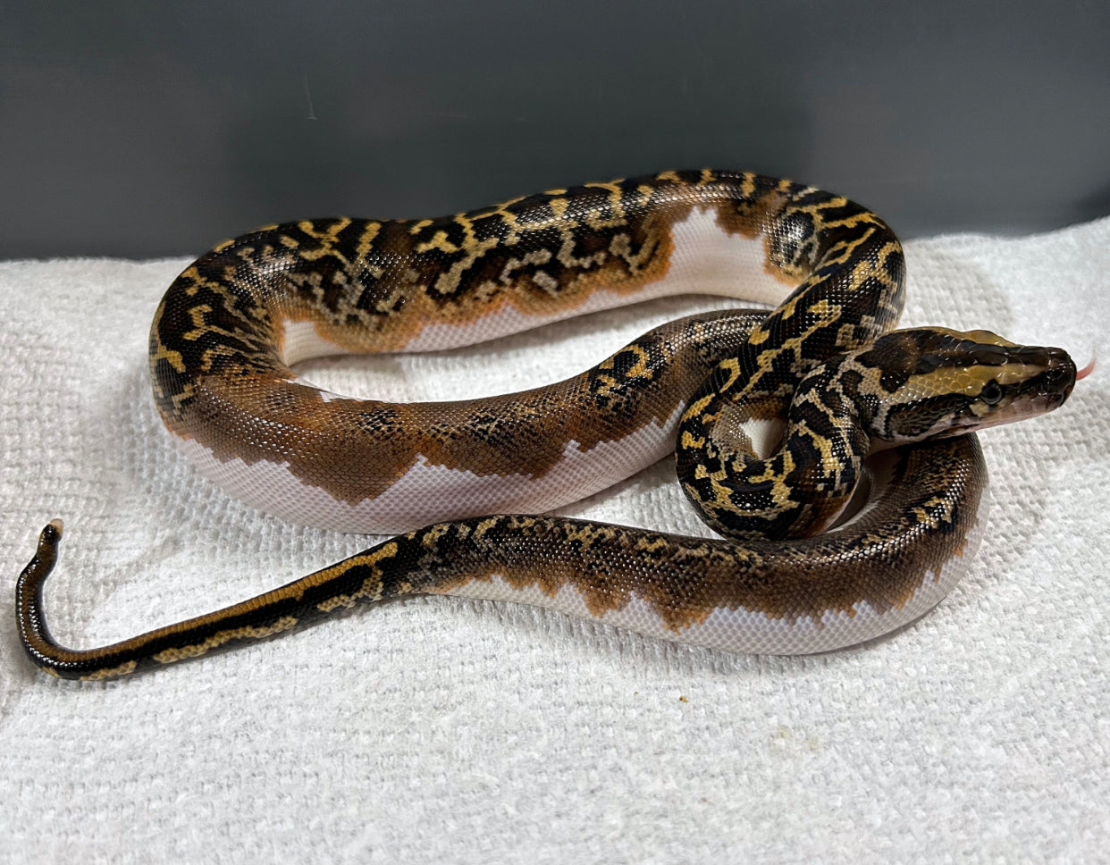 Female Pied Bald Burmese Python