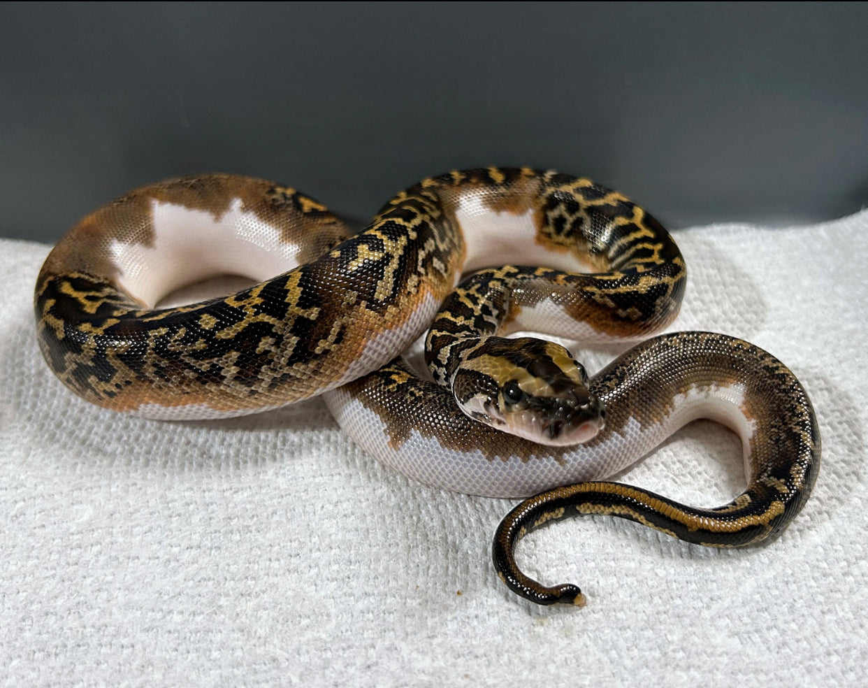 Female Pied Bald Burmese Python