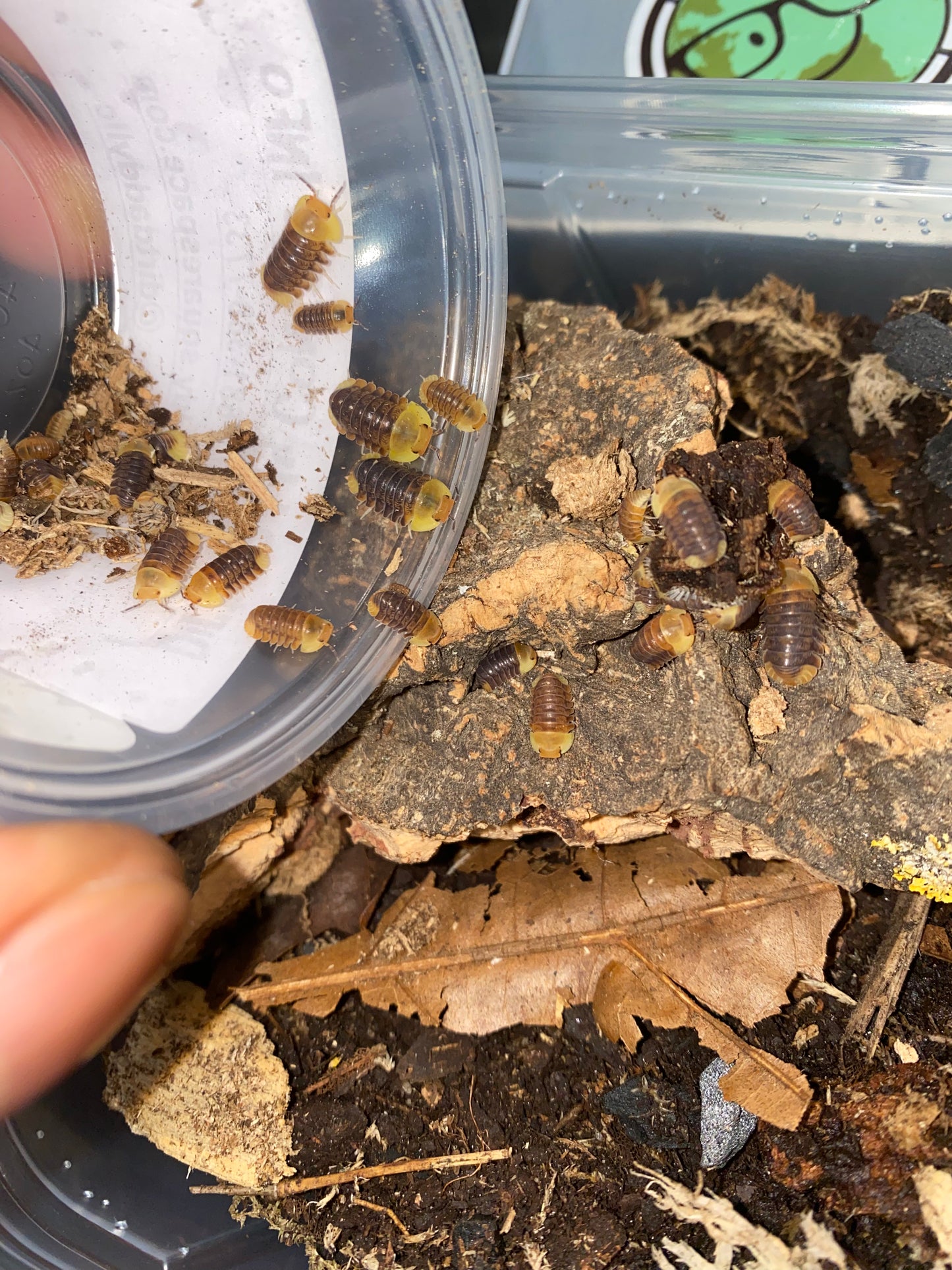 Cubaris “Rubber Ducky” isopods