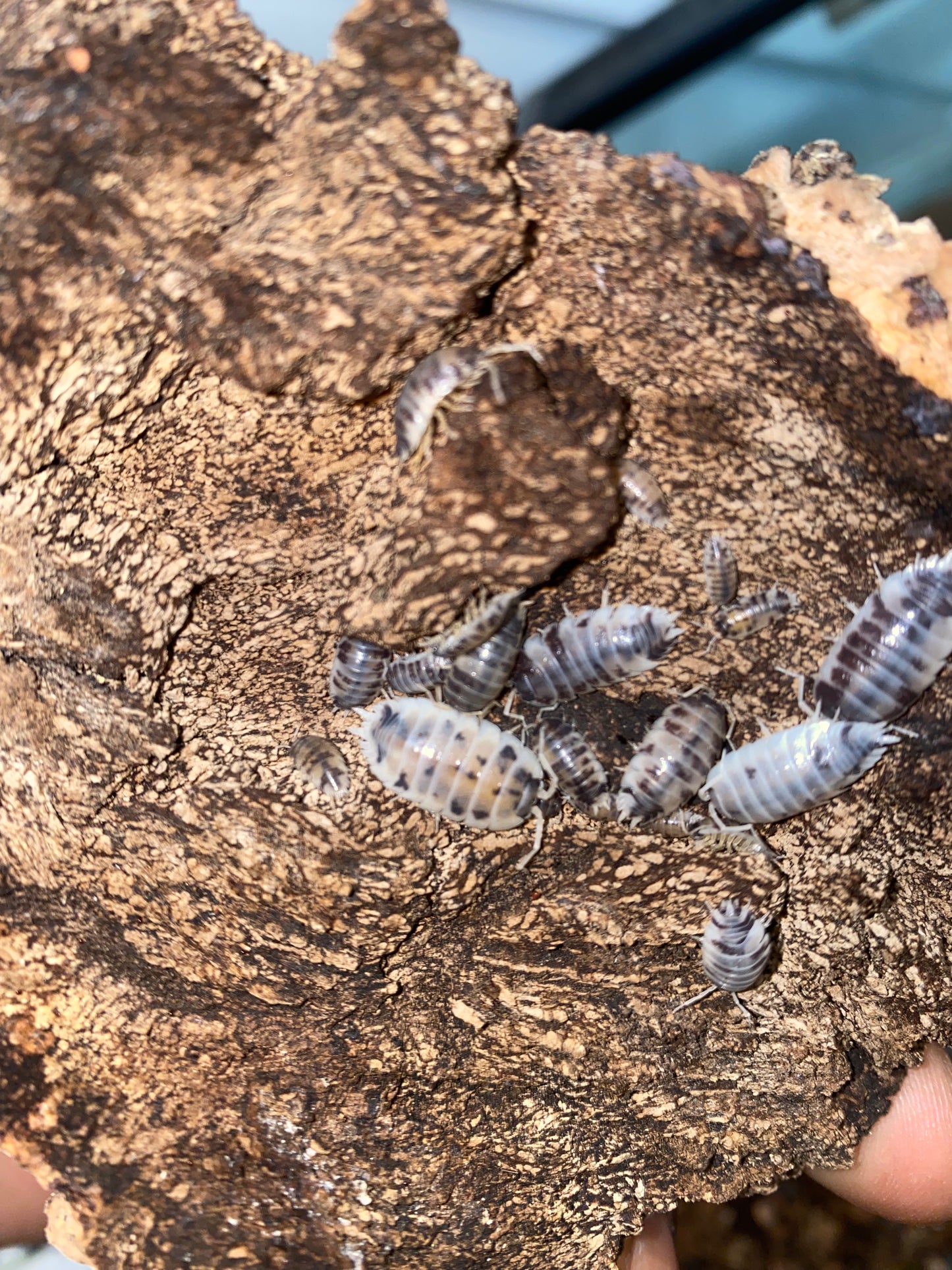 Dairy cow ISOPODS (local delivery only)