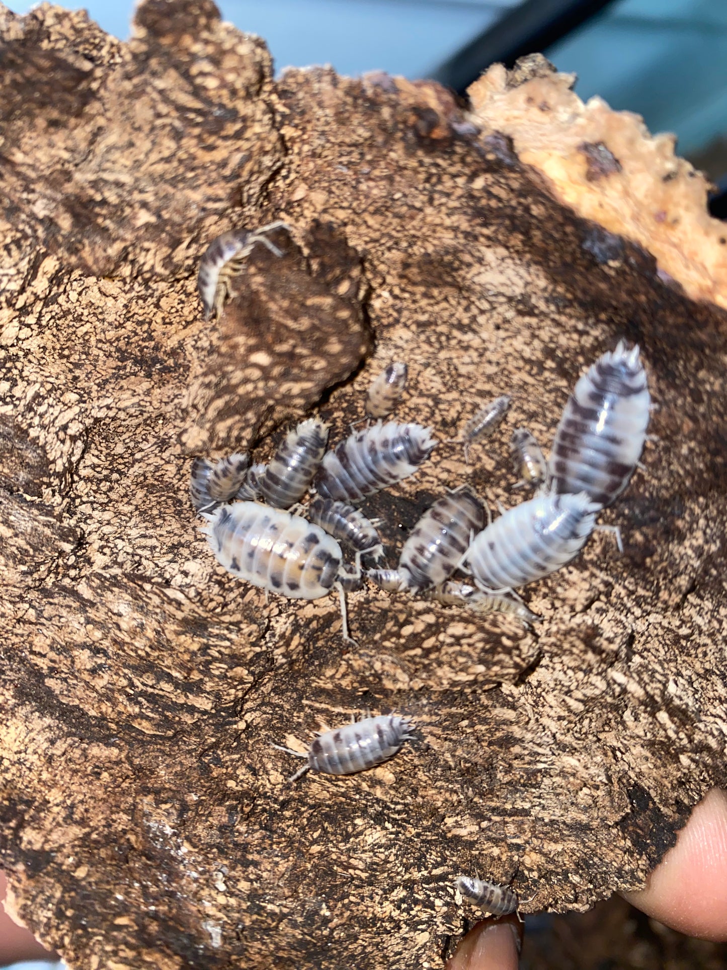 Dairy cow ISOPODS (local delivery only)