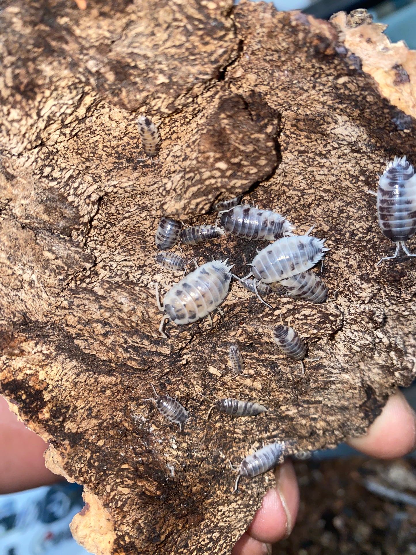 Dairy cow ISOPODS (local delivery only)