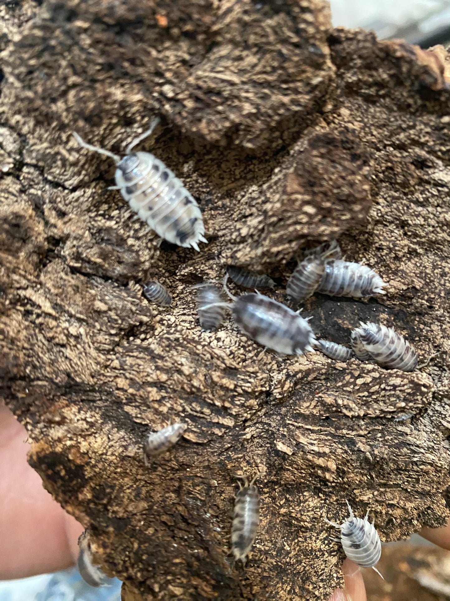 Dairy cow ISOPODS (local delivery only)