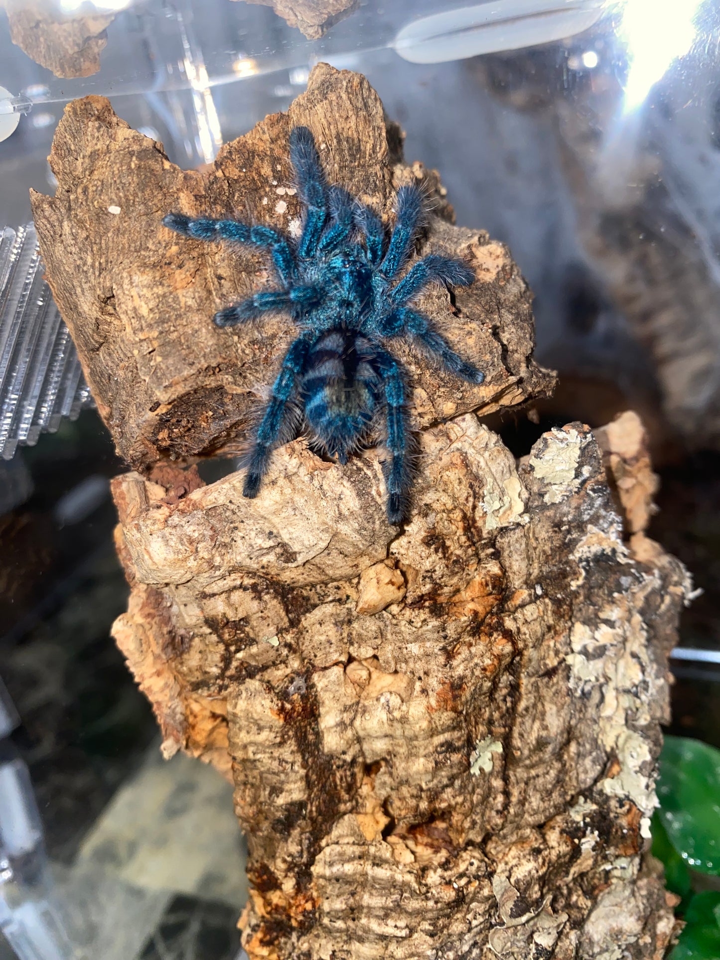 Caribena Versicolor, Antilles Pink Toe Tarantula